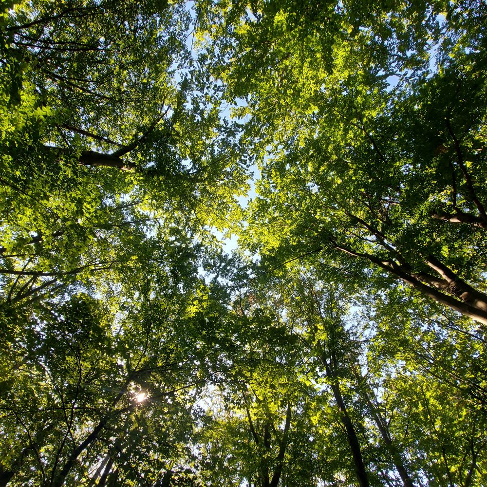 Sollys gennem grønne trækroner